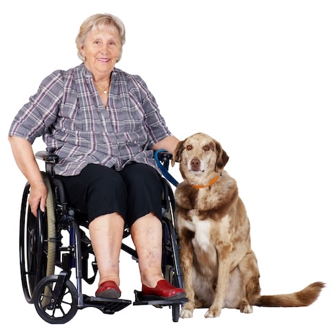 senior woman in wheelchair with her dog